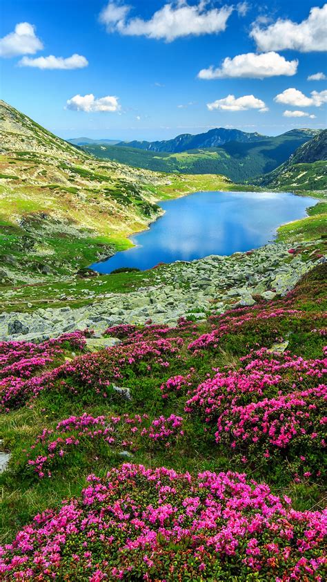 Rhododendron Flowers And Bucura Mountain Lakes Retezat Mountains In