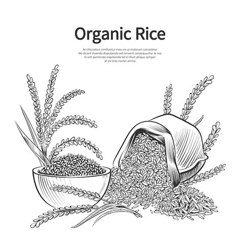 Premium Vector Hand Drawn Rice Background Template