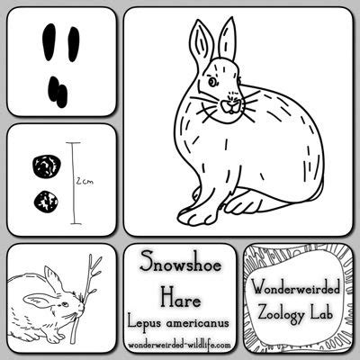I hope they call me on a mission coloring pages. Snowshoe Hare Facts Study Card,Snowshoe Hare Pictures ...
