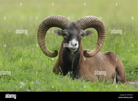 Mouflon Ovis Ammon Musimon Stock Photo Alamy