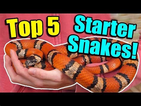The Top 5 Best Beginner Snakes Your Pets Magazine