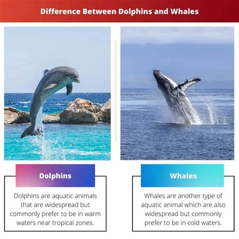 Dolphins Vs Whales Difference And Comparison