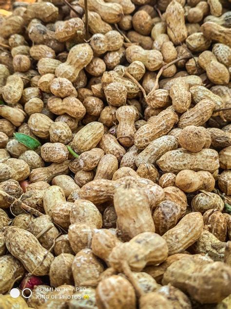 Closeup Of Bunch Of Peanuts Stock Image Image Of Fresh Ingredient