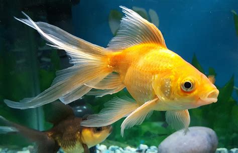 How To Maintain Goldfish In Aquarium Aquarium Views