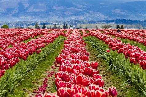 Skagit Valley Oregon Tulip Fields Stock Photo Image Of Easter Macro