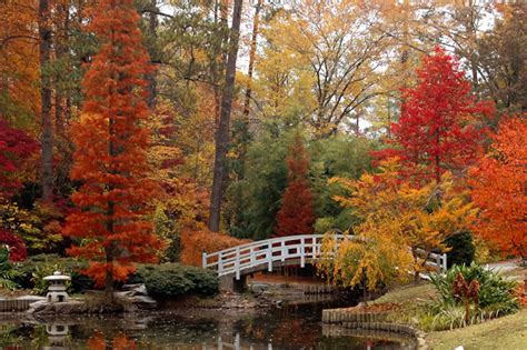 Get Images Beautiful Wooden Bridges Under Nature