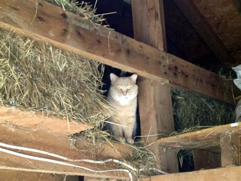 The Most Important Animal On The Farm The Barn Cat Beginning Farmers
