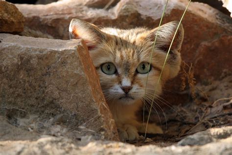 Rare Sand Cats Spotted In United Arab Emirates For The First Time In
