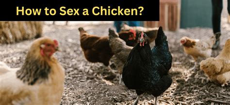 How To Sex A Chicken Vet S Reviewed Zpoultry
