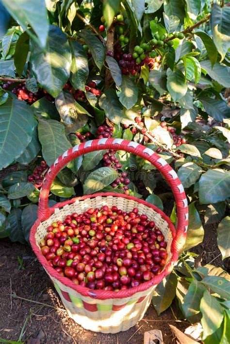 Coffee Beans On Tree Picking With A Basket The Coffee Beans In The