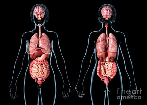 Female Internal Organs Photograph By Leonello Calvetti Science Photo Library Pixels