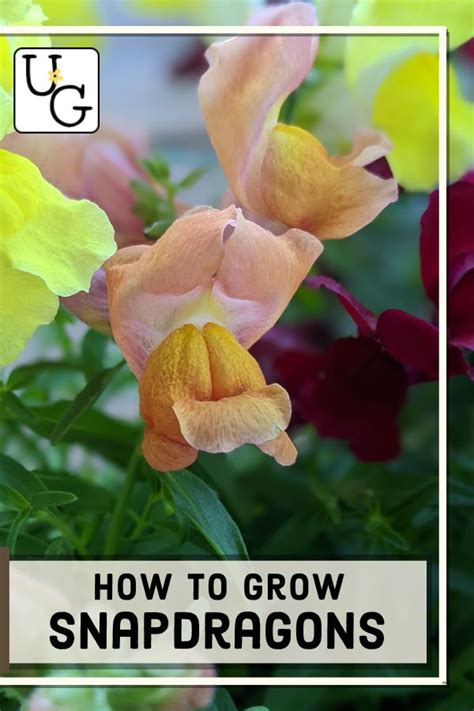 How To Grow Snapdragons From Seed Unruly Gardening