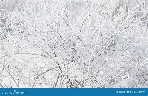 Snow Covered Branches Closeup In Winter Forest Abstract Background