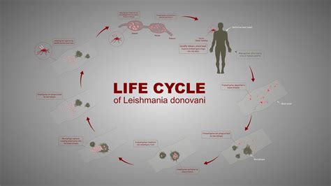 Life Cycle Of Leishmania Donovani Youtube