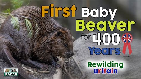 First Baby Beaver In 400 Years Born At Exmoor Rewilding Britain Youtube