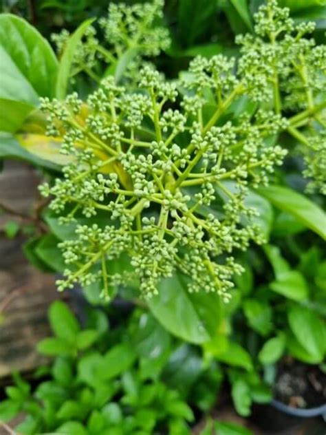 Viburnum Odoratissimum Sweet Hello Hello Plants And Garden Supplies