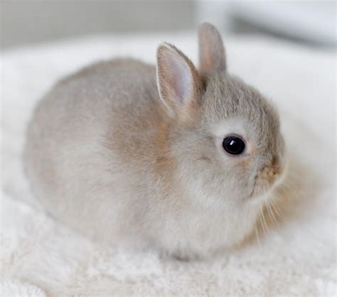 Cuidar A Conejos Recién Nacidos Consejos Y Cuidados Mundo Conejitos