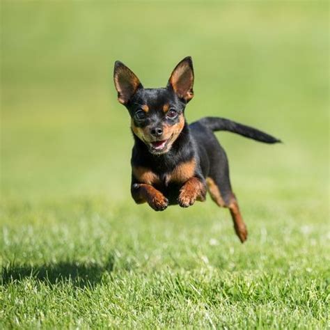 43 Best Small Dog Breeds Toy Breed Dogs