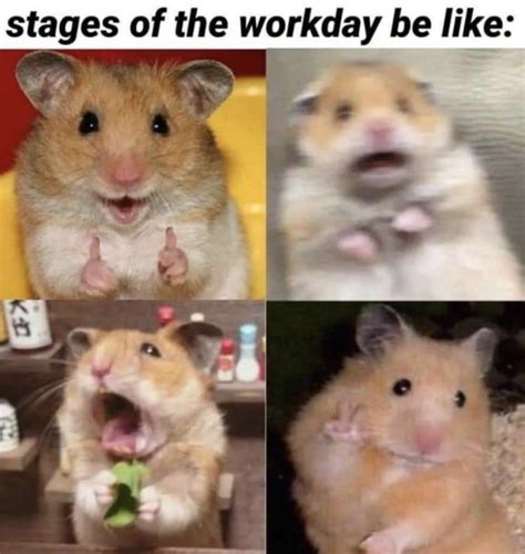 Workday Scared Hamster Know Your Meme