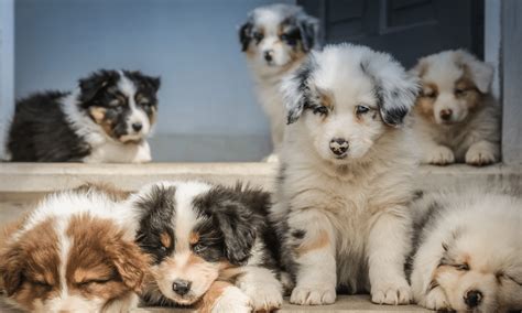 Australian Shepherd Puppies The Ultimate Guide For New Dog Owners