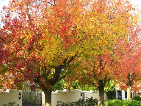 These Tennessee Trees Burst With Color Every Fall Heres How They Can