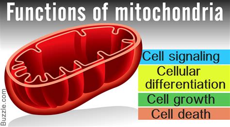 Who Is Actually Credited To Having Discovered The Mitochondria