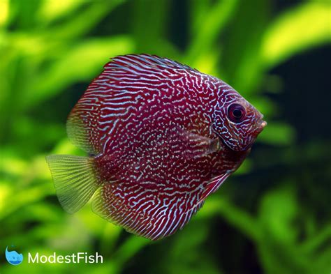 Discus Fish Types Which One Will You Pick With Pictures