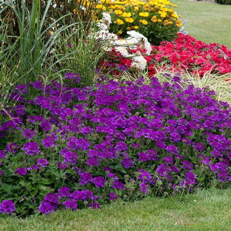 Buy Verbena Endurascape Purple Plants J Parkers