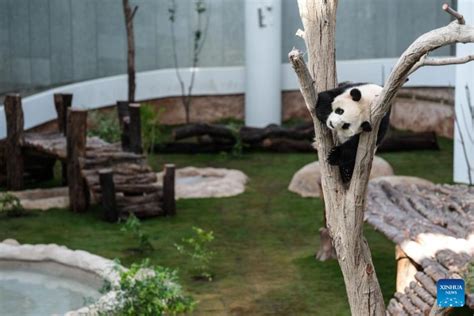 Chinese Giant Pandas Meet Public In Dohas First Panda House Ahead Of