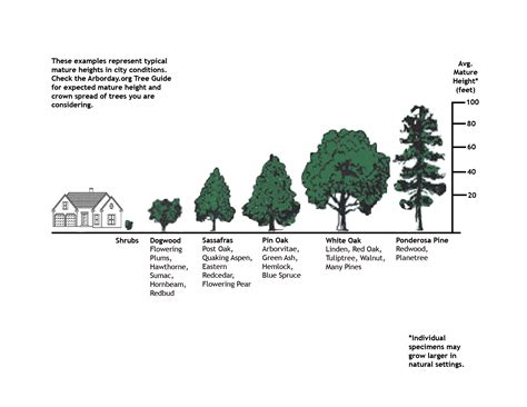 Oak Tree Size Chart