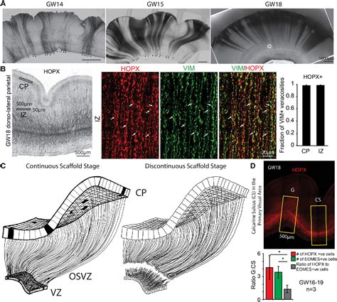 Figure 2 From Transformation Of The Radial Glia Scaffold Demarcates Two