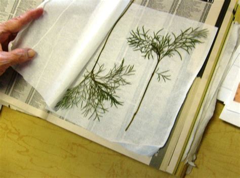 How To Create Pressed Flower Art Bookmarks Feltmagnet