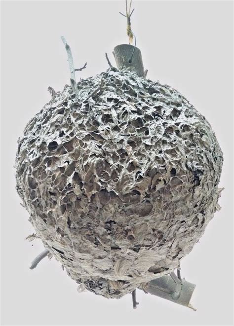 Hornet S Nest Paper Wasp Nest Taxidermy Science Rustic Decoration