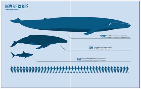 Größenverlgeich eines buckewals (megaptera novaeangliae) mit einem menschen (taucher) durchschnittlicher größe. FMP: Size info graphic