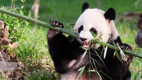 Photos Is Mei Xiang Pregnant National Zoo Says Pandas Hormones Rising