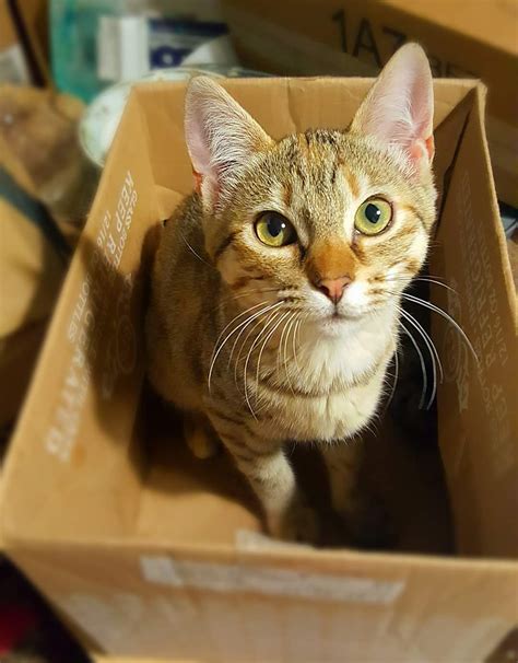 A Beautiful Cat Sitting In A Cardboard Box Reyebleach
