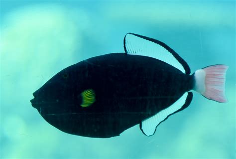 Pink Tailed Triggerfish Zoochat
