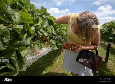 Young Woman Picking Fresh Table Top Strawberries From A Farm Shop In The English Countryside