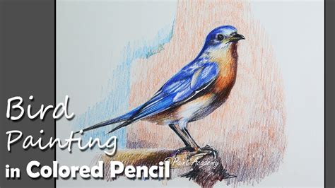 Colored Pencil Painting Eastern Bluebird Step By Step Easy