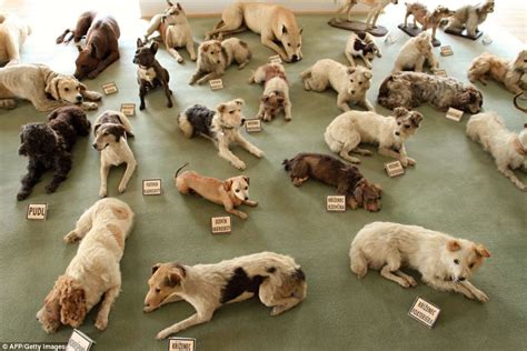 The Quirky Globe The Preserved Pooches Of Castle Bitov Czech Republic