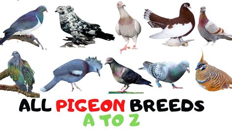 Sale All About Pigeons In Stock