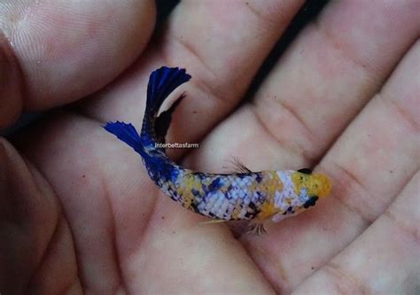 Tropical Fish Healthy Betta Blue Yellow Dragon Monster Halfmoon