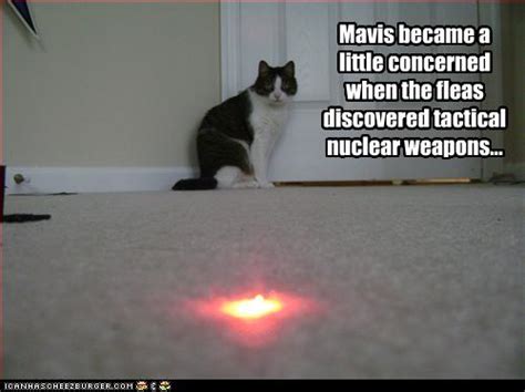 Cat Laser Beam Meme The Best Picture Of Beam