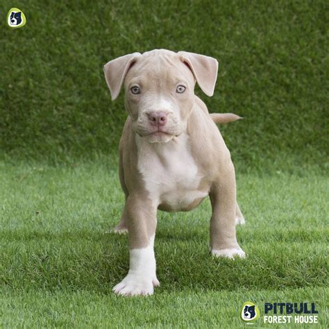 Adorable red nose real american pitbull puppy available he is 4 weeks old father is an athletic red nose male and mother super energetic red. American Pitbull Terrier Silver - AMERICAN PITBULL KENNEL