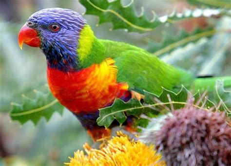 Image Result For Australian Small Green Parrots Pájaros Australianos