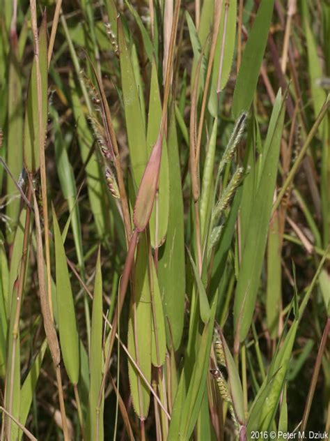 Eriochloa Villosa Hairy Cupgrass Minnesota Wildflowers
