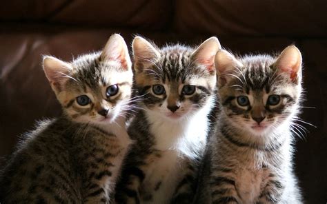 761712 Cats Kittens Three 3 Rare Gallery Hd Wallpapers