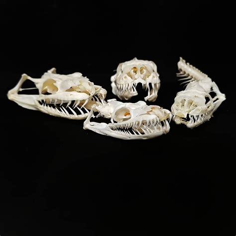Little Toothy Snake Gang Snake Skulls Really Are Fascinating And