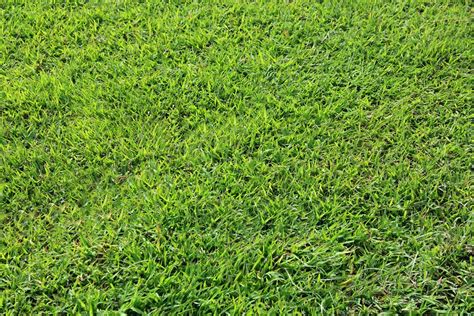 1360x768 Wallpaper Green Grass Field Peakpx