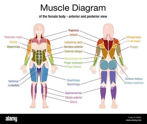 Diagrama Del Músculo Del Cuerpo Femenino Con Una Descripción Precisa De